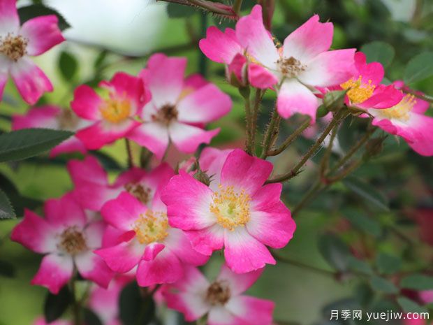 遮阳伞月季/快乐雨伞(图2)