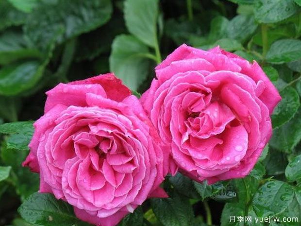 皇家香水月季/生日男孩月季(图1) 皇家香水月季/生日男孩月季(图1)