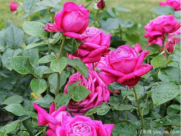 皇家香水月季/生日男孩月季(图2) 皇家香水月季/生日男孩月季(图2)