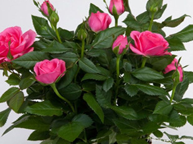 妩媚幸运星月季/迷人星星月季(图1) 妩媚幸运星月季/迷人星星月季(图1)