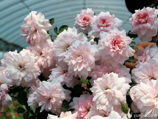 观景台月季/惊醒月季(图2) 观景台月季/惊醒月季(图2)