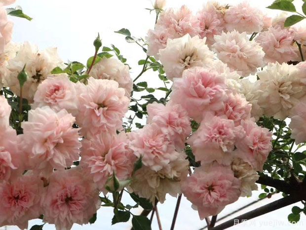 观景台月季/惊醒月季(图1) 观景台月季/惊醒月季(图1)