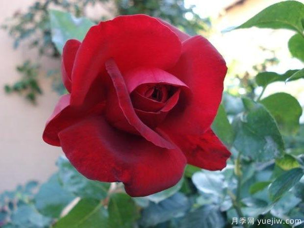 红与黑月季(图2) 红与黑月季(图2)