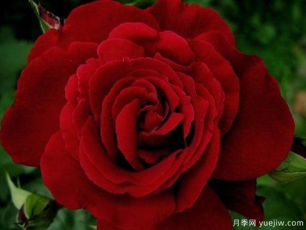 红与黑月季(图3) 红与黑月季(图3)