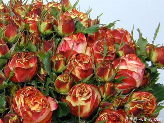 火山神行者月季/哪吒月季(图2) 火山神行者月季/哪吒月季(图2)