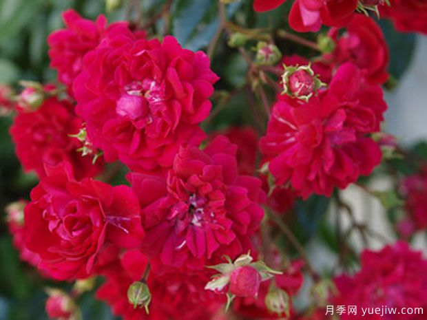 默默姐月季(图2) 默默姐月季(图2)