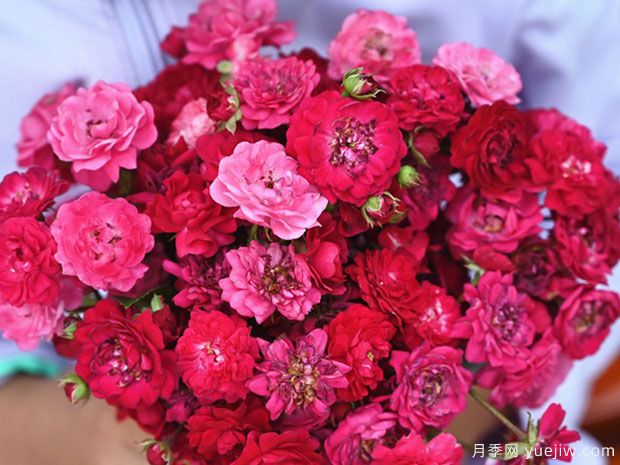 默默姐月季(图3) 默默姐月季(图3)