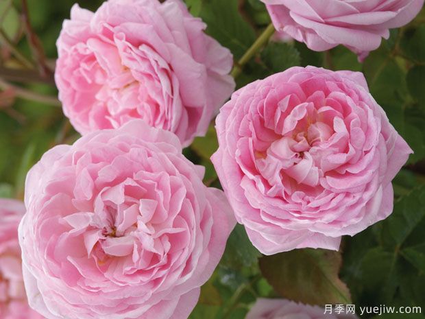 安妮女王月季(图1) 安妮女王月季(图1)