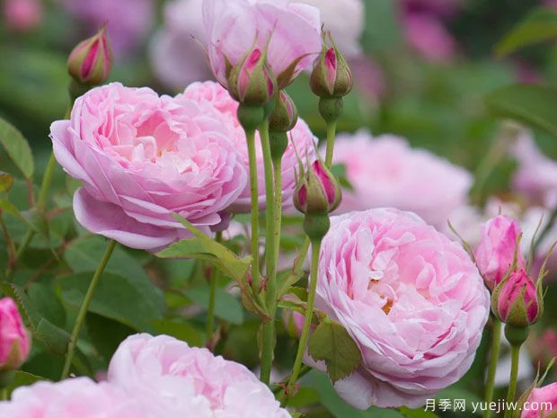 安妮女王月季(图2) 安妮女王月季(图2)