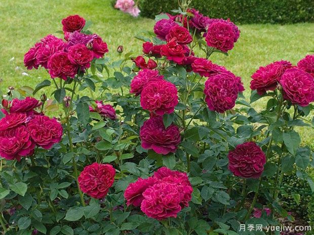 达西布塞尔月季(图2)