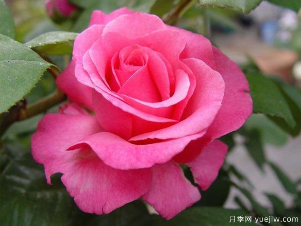 麦卡尼之花月季The McCartney(图2)