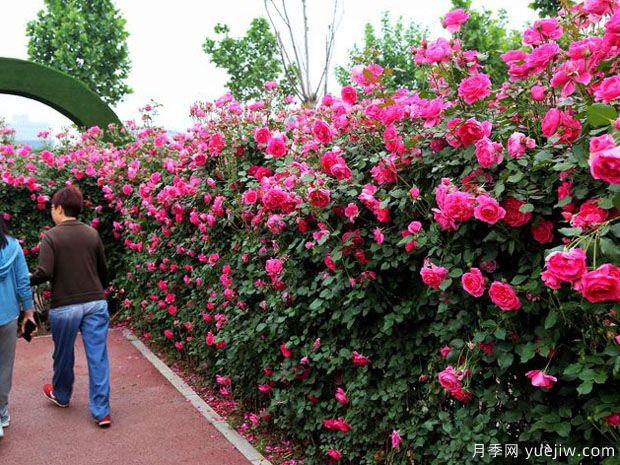 平顶山月季市花文化和月季景观(图5)