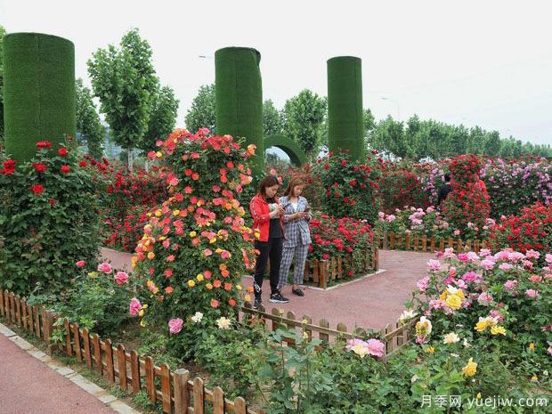 平顶山月季市花文化和月季景观(图6)