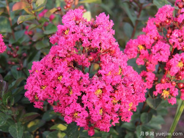 紫薇的属性和园林景观用途(图1) 紫薇的属性和园林景观用途(图1)