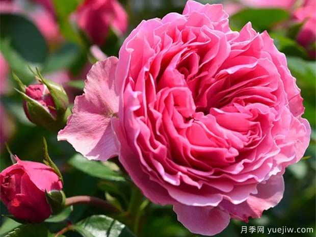 月季怎样换盆?月季花换盆办法(图1) 月季怎样换盆?月季花换盆办法(图1)