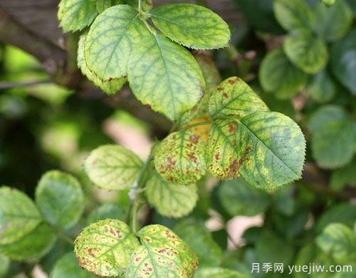 月季叶子发黄的原因和养护处理办法(图1) 月季叶子发黄的原因和养护处理办法(图1)