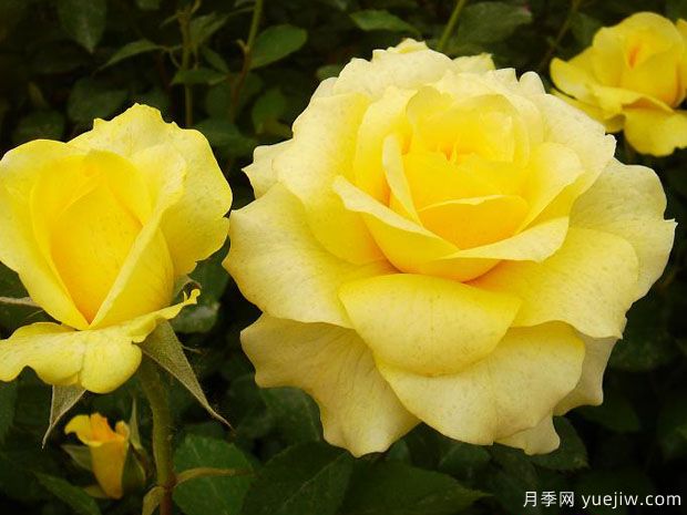 金牌月季的优缺点是什么?(图1) 金牌月季的优缺点是什么?(图1)