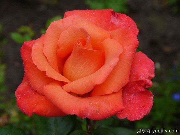 法基尔月季/查克月季(图1) 法基尔月季/查克月季(图1)