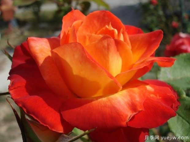 法基尔月季/查克月季(图2) 法基尔月季/查克月季(图2)