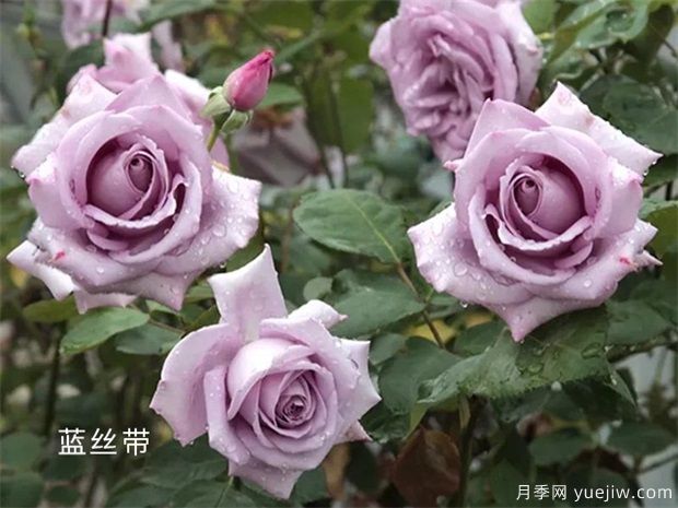 深扒月季间的亲戚关系是怎样的?(图4) 深扒月季间的亲戚关系是怎样的?(图4)