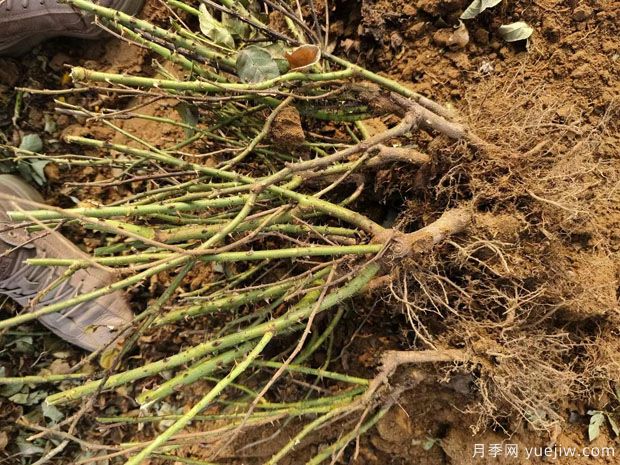 6万棵黄从容红从容月季裸根苗绿化湖北工程(图1) 5.6万棵黄从容红从容月季裸根苗绿化江苏工程(图1)