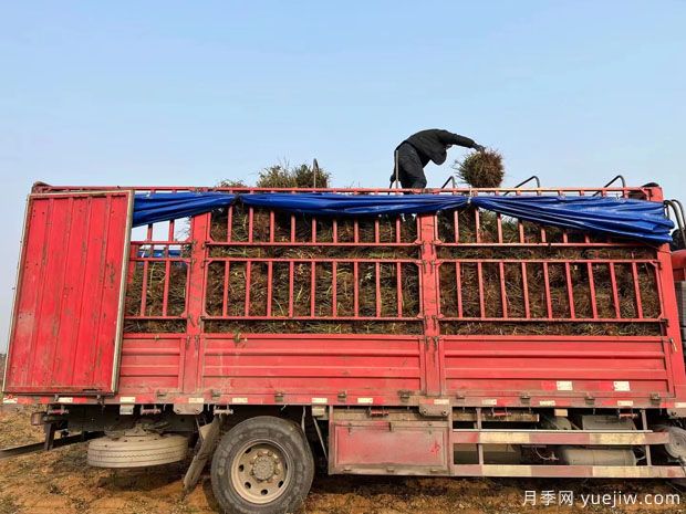 6万棵黄从容红从容月季裸根苗绿化湖北工程(图3) 5.6万棵黄从容红从容月季裸根苗绿化江苏工程(图3)