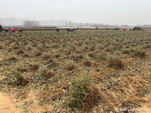 6万棵黄从容红从容月季裸根苗绿化湖北工程(图2) 5.6万棵黄从容红从容月季裸根苗绿化江苏工程(图2)