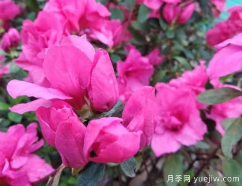 如何把杜鹃花养好?做好四点,花开热情四季可赏(图1) 如何把杜鹃花养好?做好四点,花开热情四季可赏(图1)