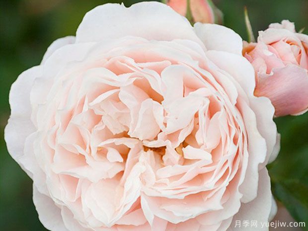 片刻月季/一瞬间月季(图2) 片刻月季/一瞬间月季(图2)