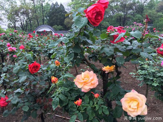 淮北月季市花文化和月季景观(图3)