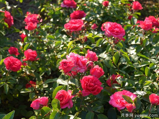 阜阳月季市花文化和月季景观(图2)