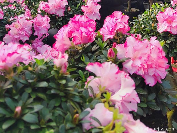 平顶山花卉大棚 铺就芬芳致富路(图1) 平顶山花卉大棚 铺就芬芳致富路(图1)