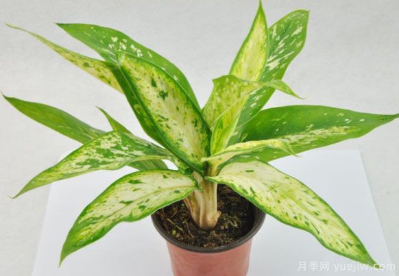 万年青的常见品种和养殖办法(图1) 万年青的常见品种和养殖办法(图1)