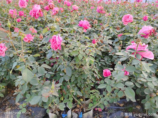 现代月季的自洁性和花后修剪重复开花(图1) 现代月季的自洁性和花后修剪重复开花(图1)