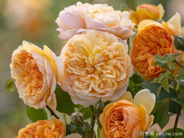 带给我阳光月季/给我日光月季(图1)