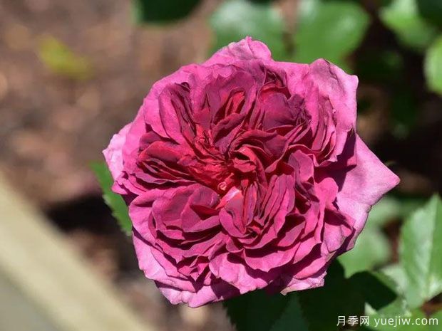 烟梅月季(图1) 烟梅月季(图1)