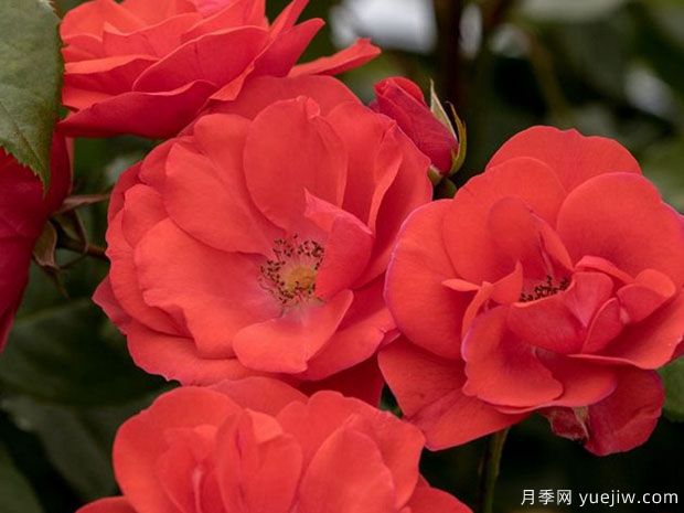 烟花月季(图1) 烟花月季(图1)