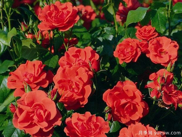 烟花月季(图2) 烟花月季(图2)