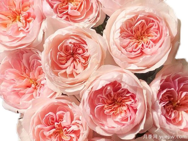 10个高颜值却不常见的月季,你有几个(图2) 10个高颜值却不常见的月季,你有几个(图2)