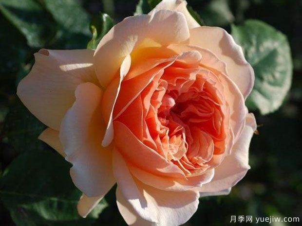 甜蜜朱丽叶月季(图1) 甜蜜朱丽叶月季(图1)