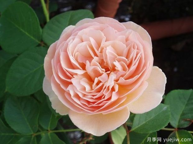 甜蜜朱丽叶月季(图2) 甜蜜朱丽叶月季(图2)