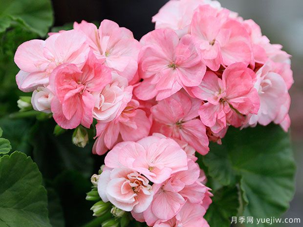 推荐给新人三种花卉,好养好看(图1) 推荐给新人三种花卉,好养好看(图1)