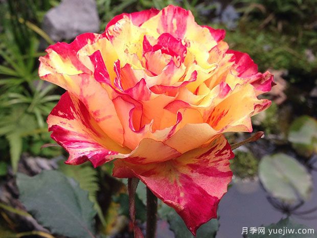 万花筒月季/万花镜月季(图1) 万花筒月季/万花镜月季(图1)