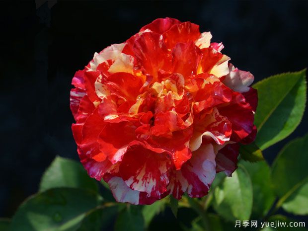 万花筒月季/万花镜月季(图2) 万花筒月季/万花镜月季(图2)