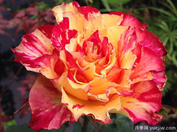 万花筒月季/万花镜月季(图3) 万花筒月季/万花镜月季(图3)