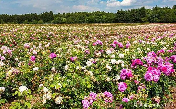 英国大卫奥斯汀月季培育过程(图1) 英国大卫奥斯汀月季培育过程(图1)