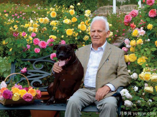 英国月季之父大卫奥斯汀的月季花园 最美的月季都在这里(图1) 英国月季之父大卫奥斯汀的月季花园 最美的月季都在这里(图1)