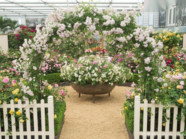 英国月季之父大卫奥斯汀的月季花园 最美的月季都在这里(图5) 英国月季之父大卫奥斯汀的月季花园 最美的月季都在这里(图5)