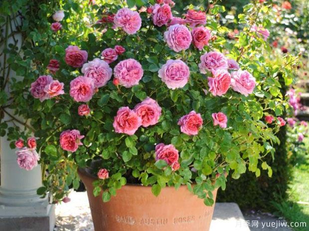 英国月季之父大卫奥斯汀的月季花园 最美的月季都在这里(图7) 英国月季之父大卫奥斯汀的月季花园 最美的月季都在这里(图7)