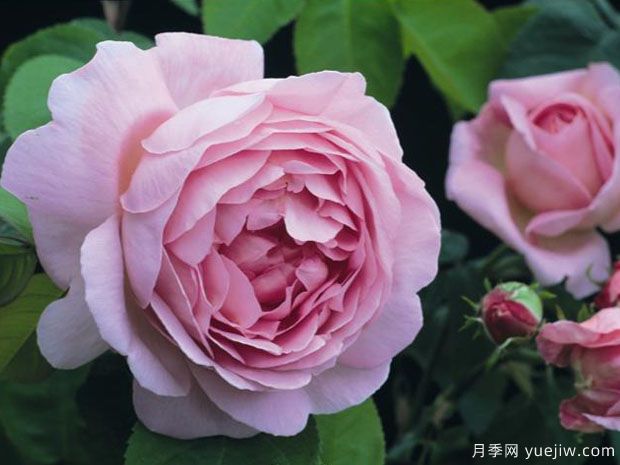 风采连连看月季/康斯坦斯普赖月季Constance Spry(图1)